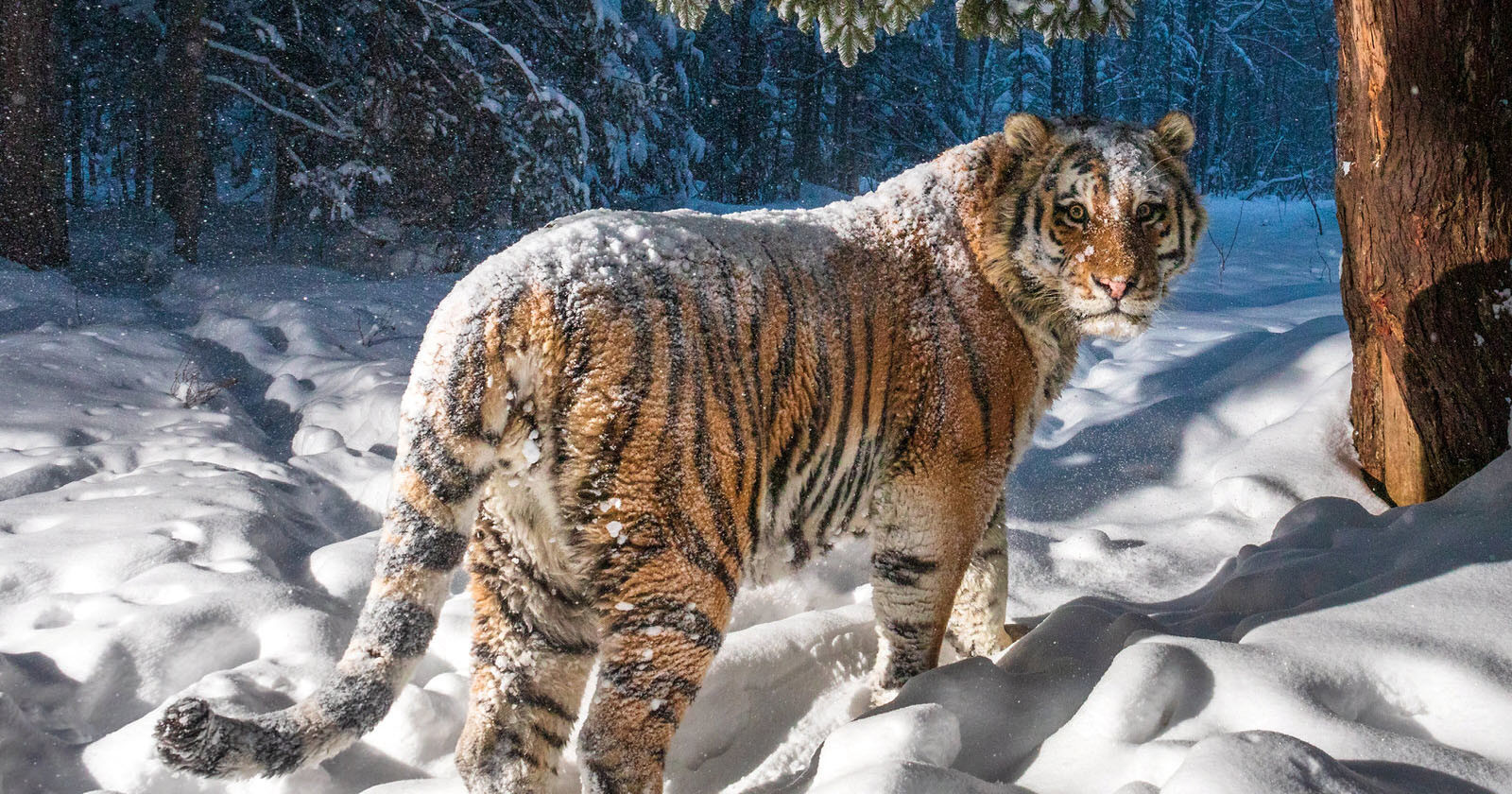  photographer captures photo rare siberian tiger 