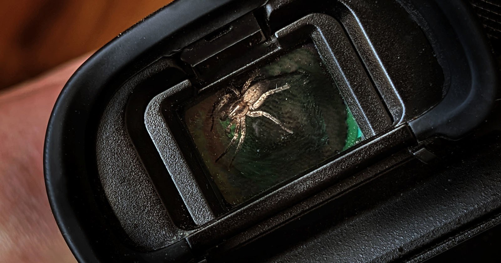  photographer finds spider living his camera viewfinder 