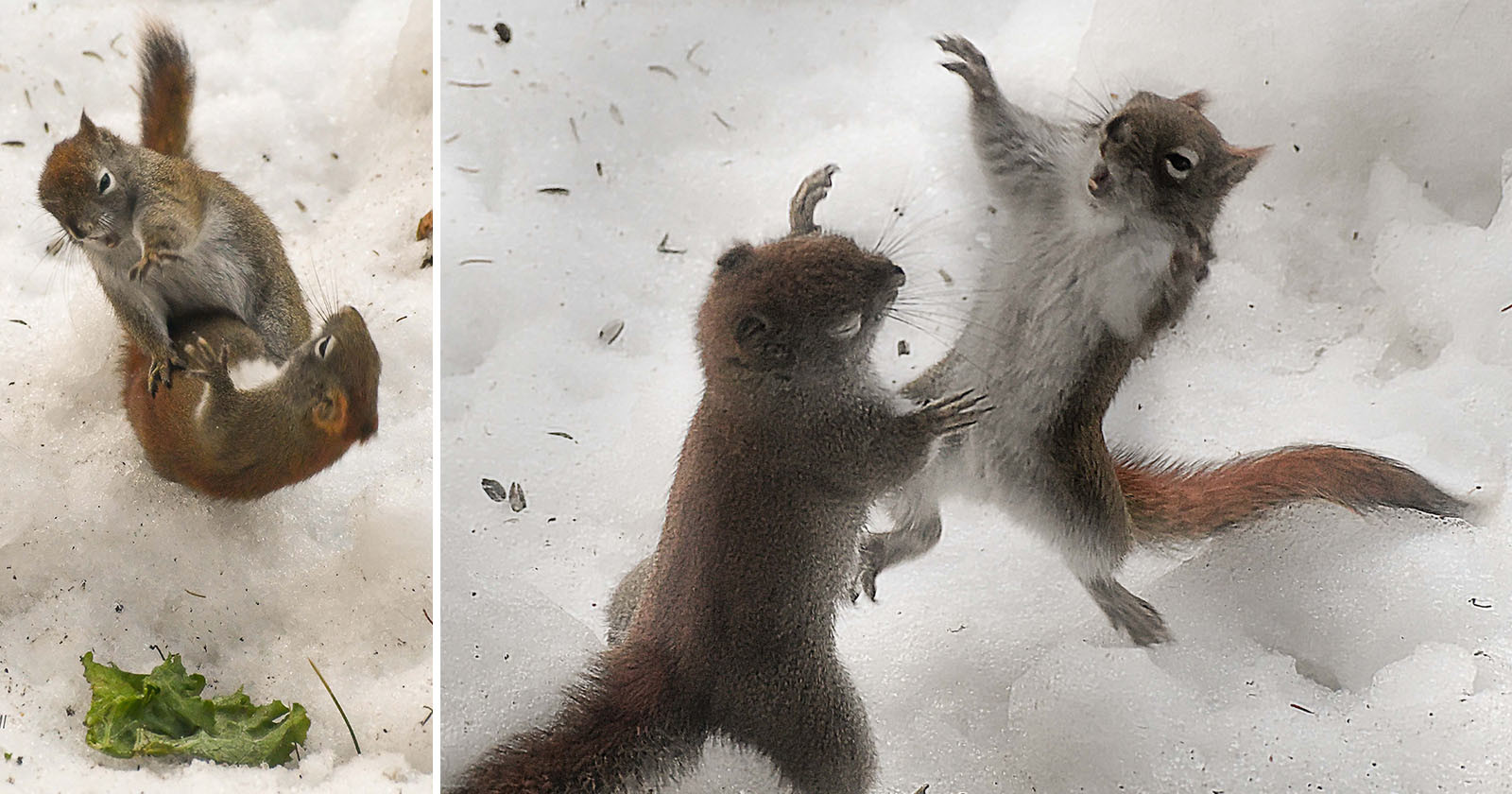  photographer captures squirrels fighting over lettuce 