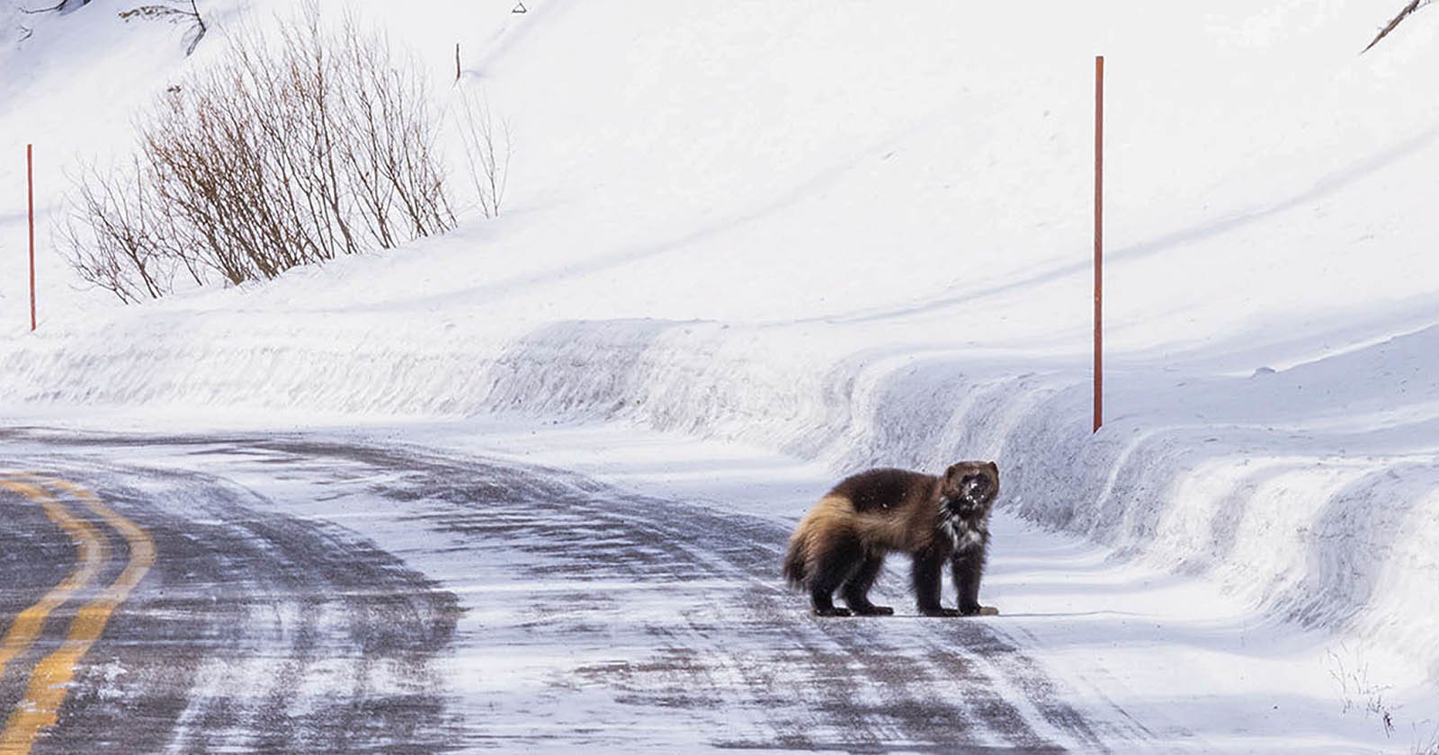 Ultra-Rare Wolverine Photographed in Yellowstone