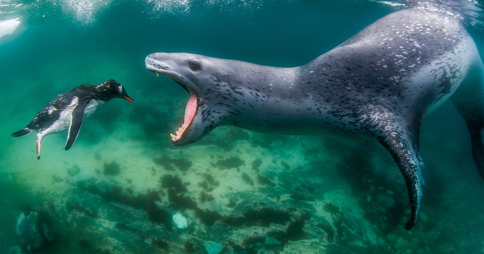 Photo of Hungry Seal Wins World Nature Photography Awards 2021
