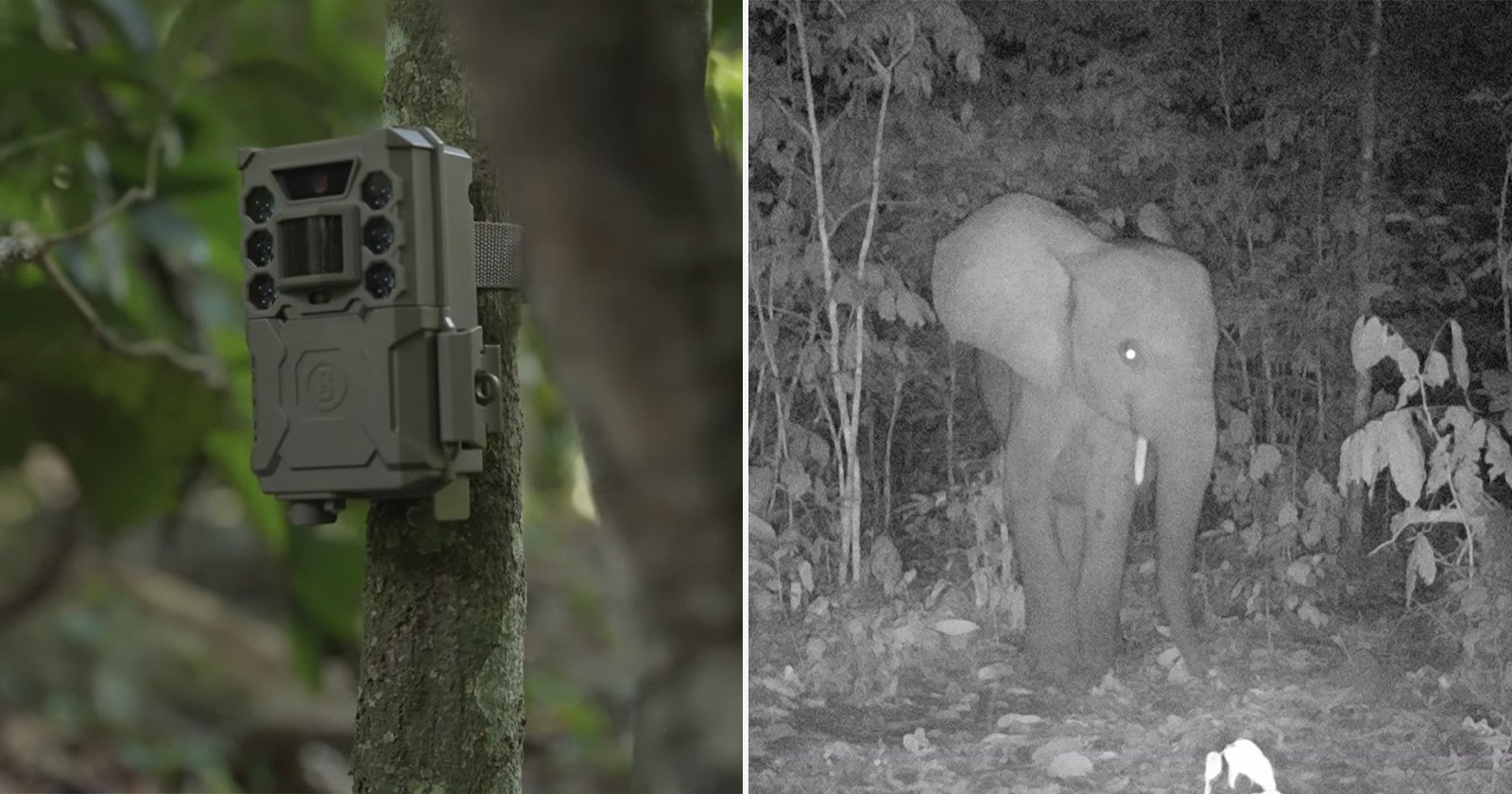  how camera traps are protecting gabon wildlife from 
