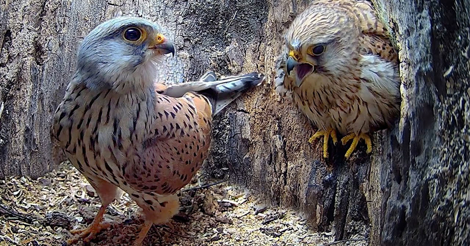  amazing intimate footage shows kestrel couple first year 