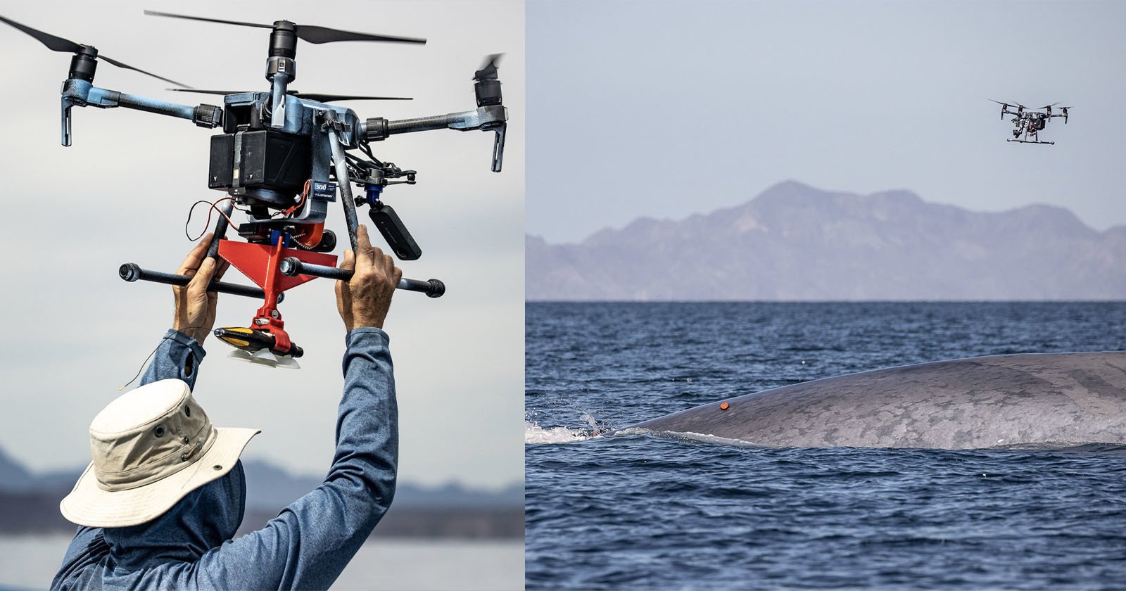  how researchers are using drones whale conservation 