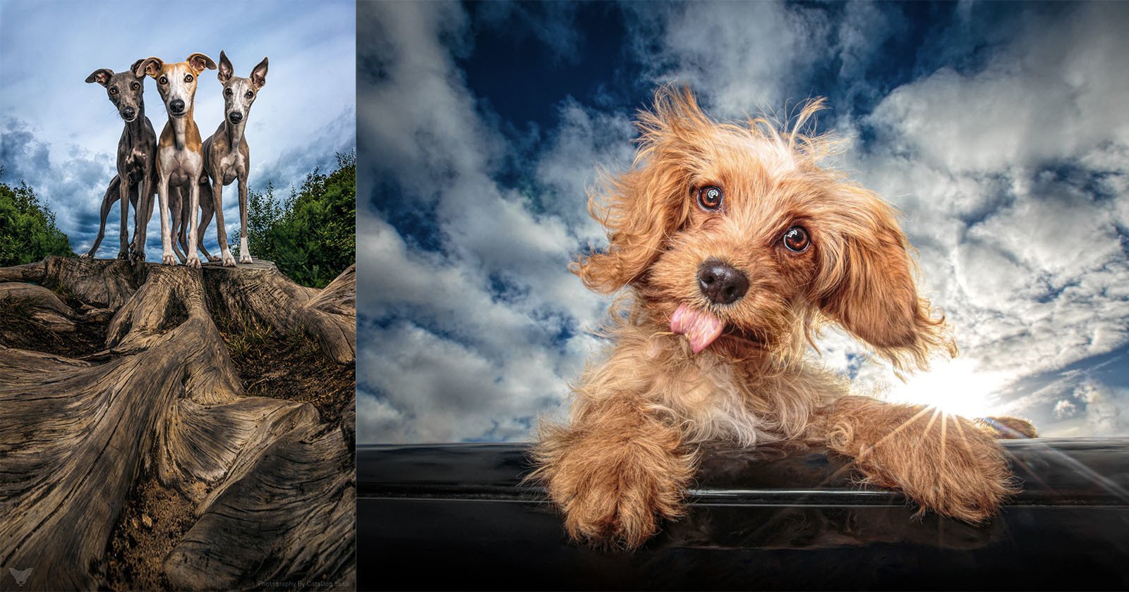 Photographer Captures Beautiful and Quirky Pet Portraits