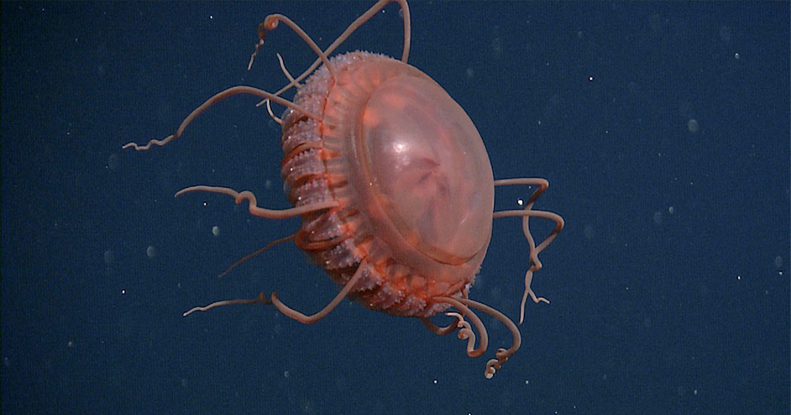 Scientists Capture Brand-New Deep-Sea Jellyfish Species on Camera