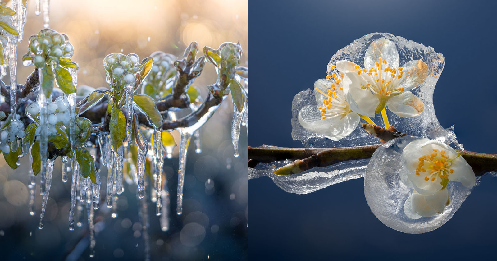  closeup photos frozen flowers fruit trees 