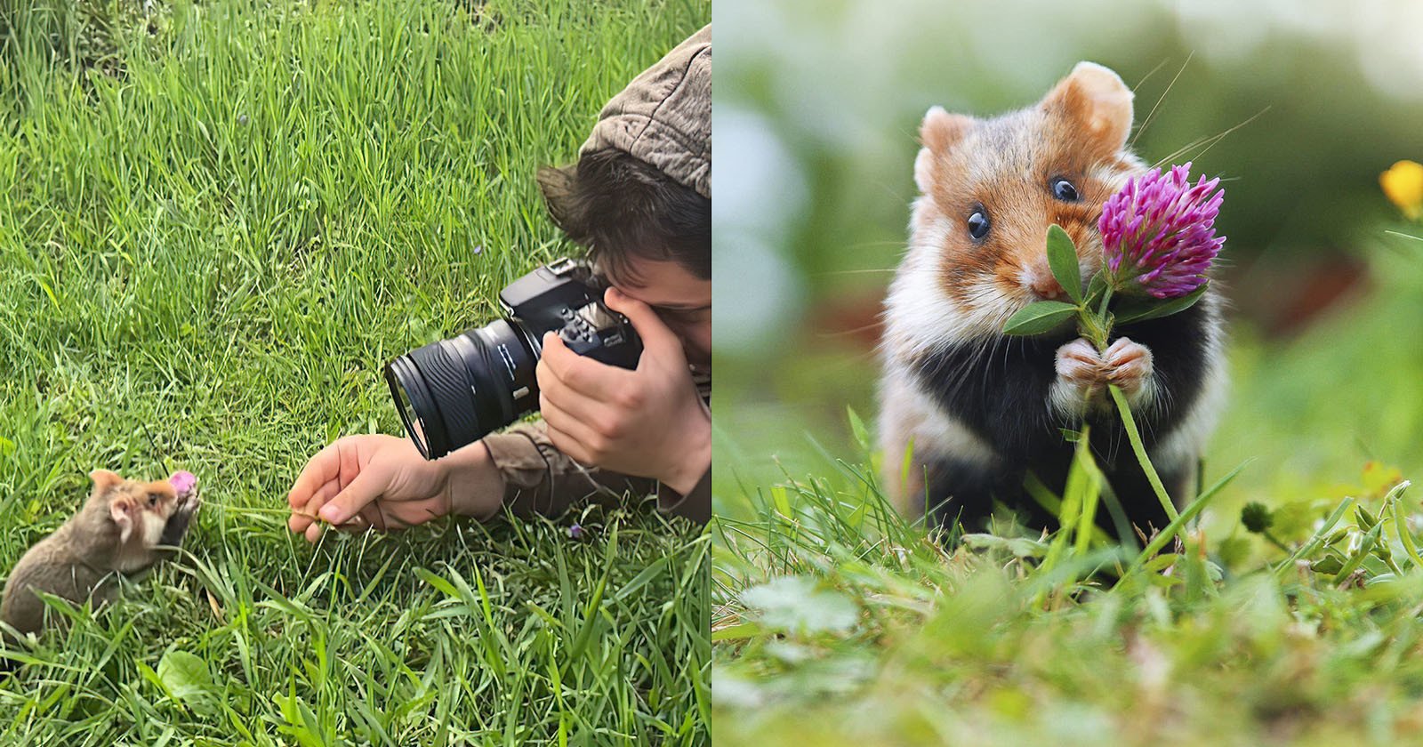  photographer captures cuteness wild hamsters 