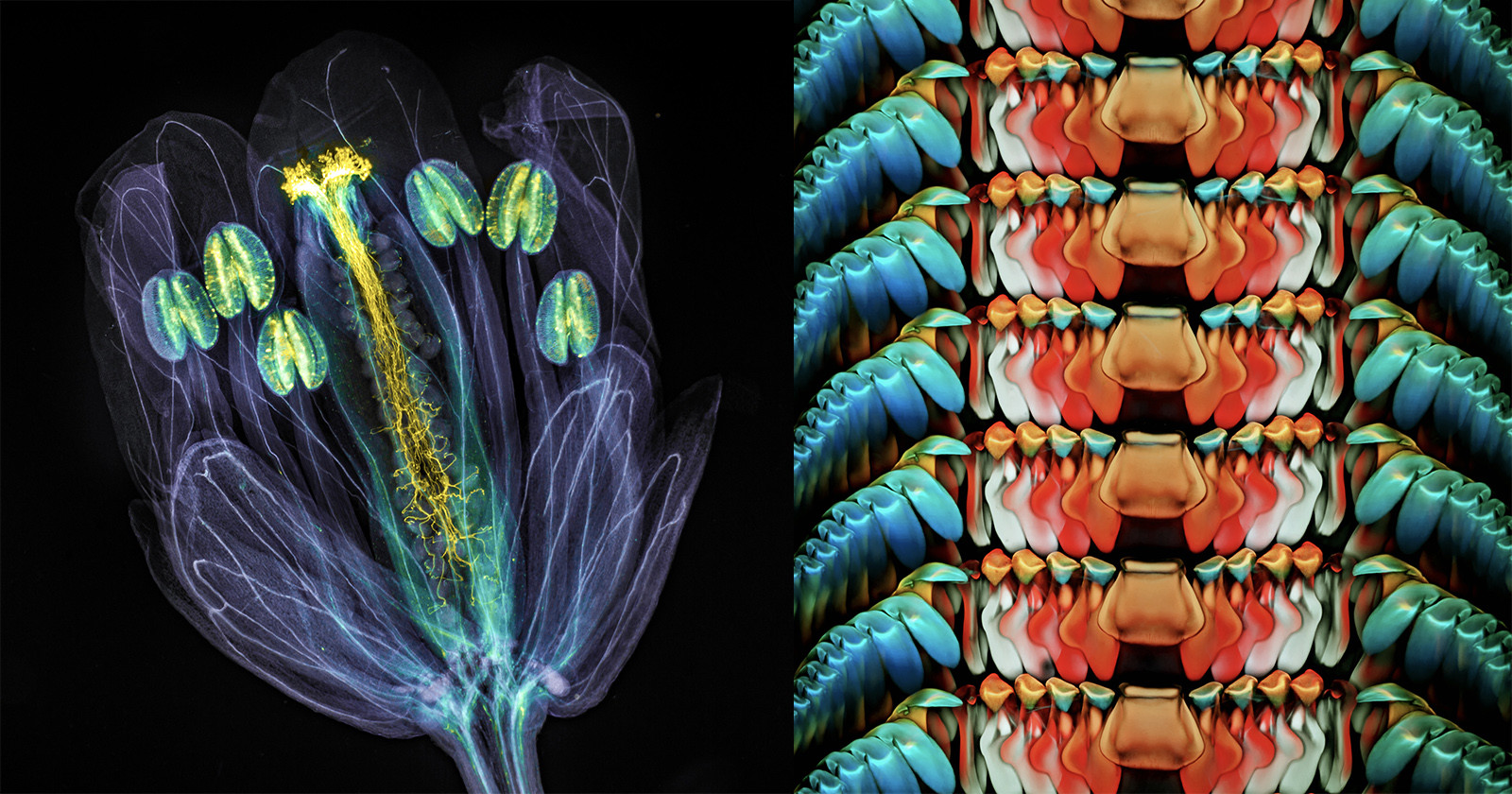 The Best Microscopic Life Science Photos of 2021