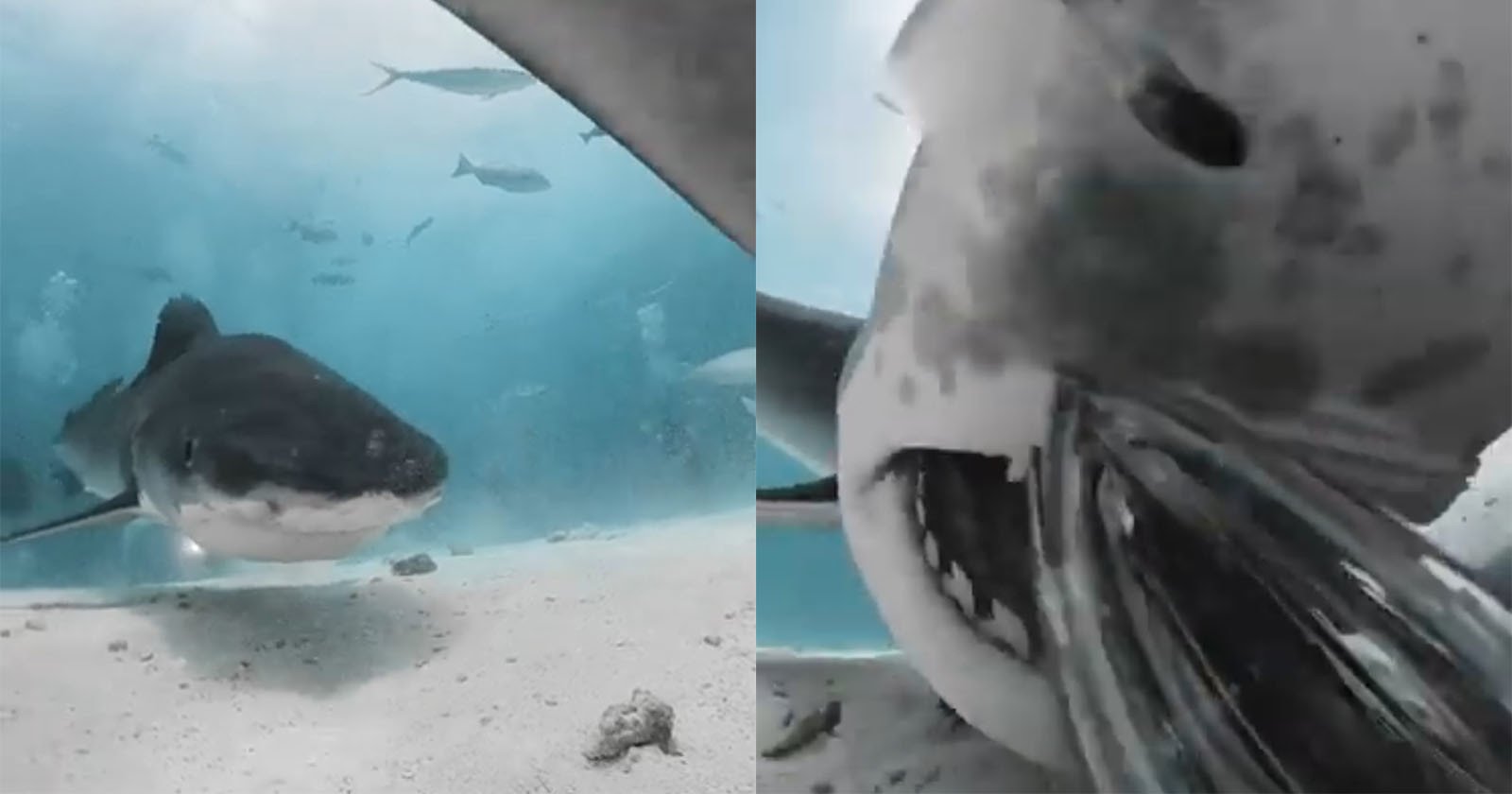  shark gobbles camera captures what looks like get 