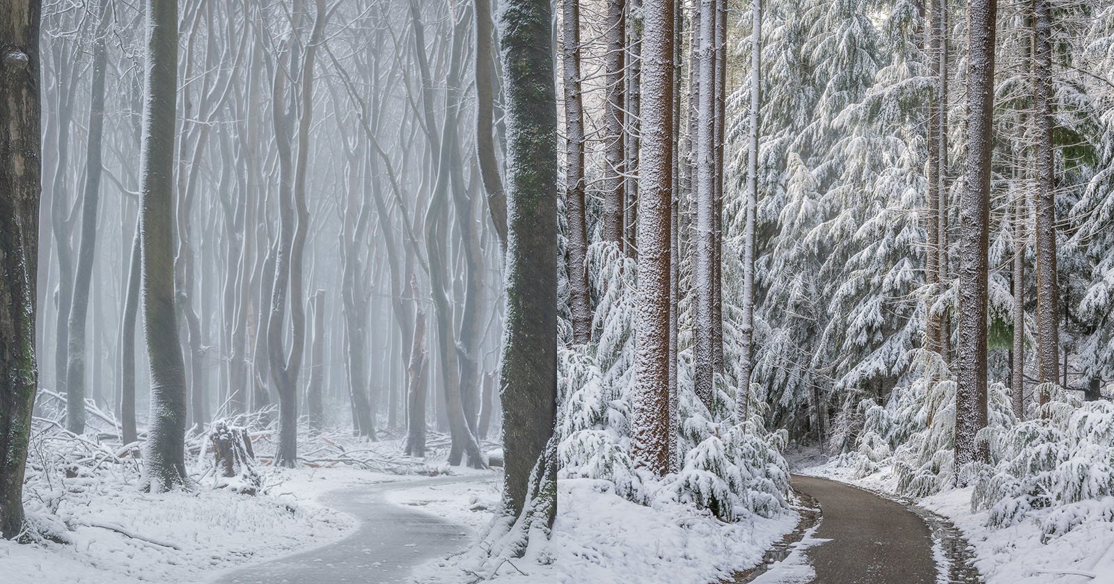  magical photos dutch forest covered rare spring snow 