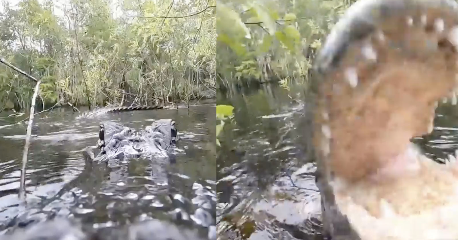  alligator chomps camera films inside its mouth 