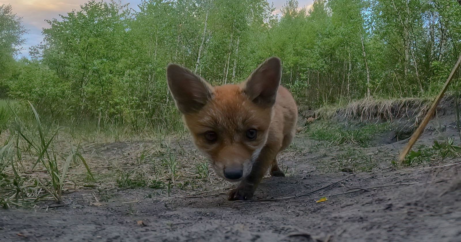  baby foxes find gopro play adorable 