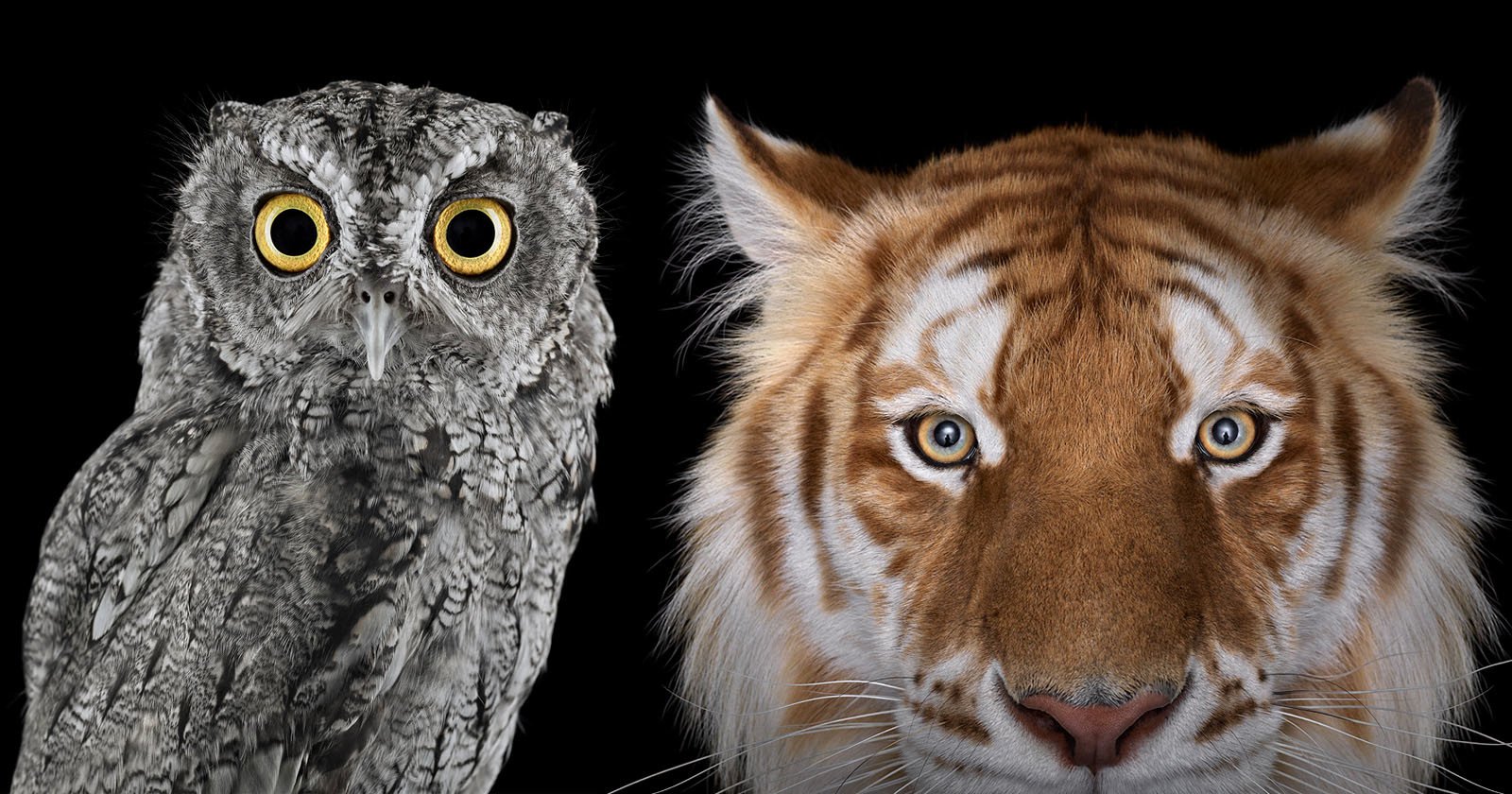  photographer brings wildlife into studio breathtaking 
