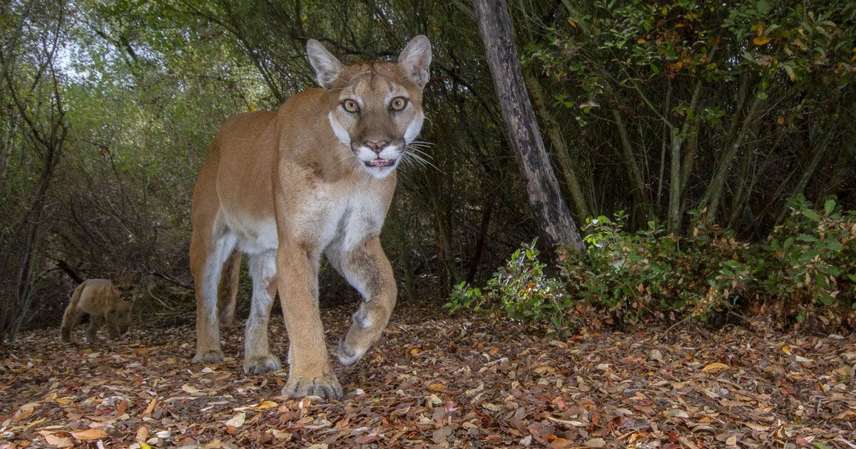  california man captures stunning wildlife photos his backyard 