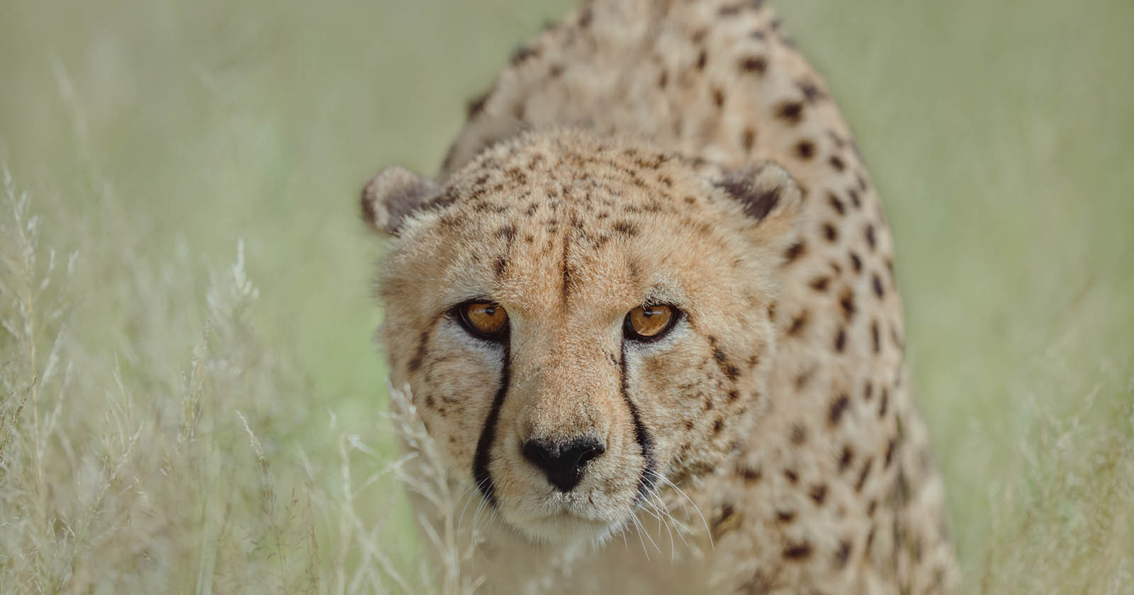 A Wildlife Photographer Turns His Lens on Cheetah Conservation