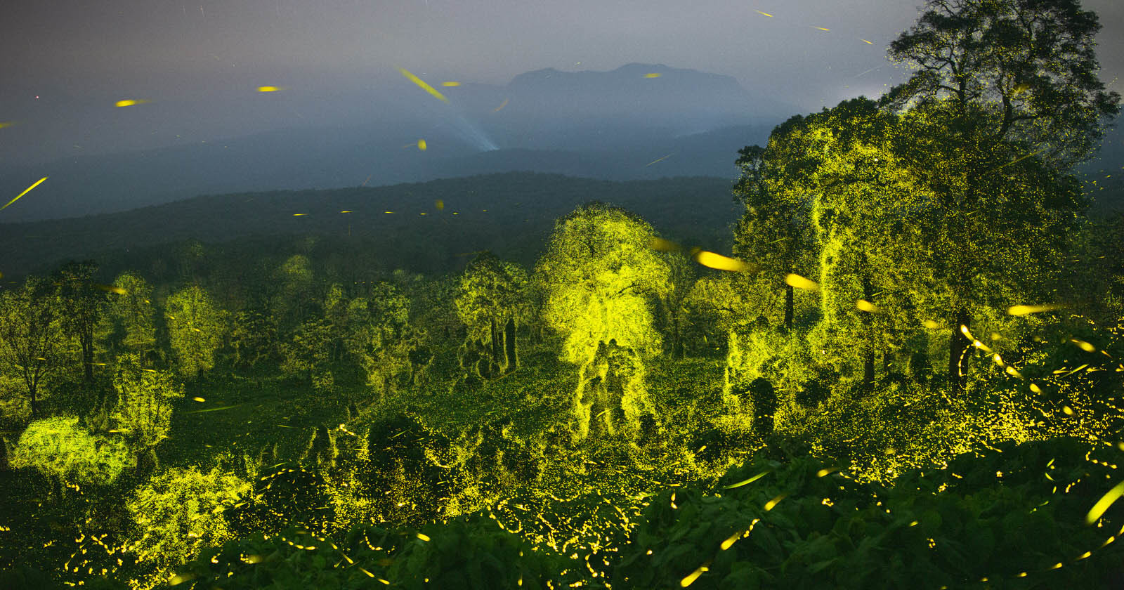  billions fireflies light indian tiger reserve 