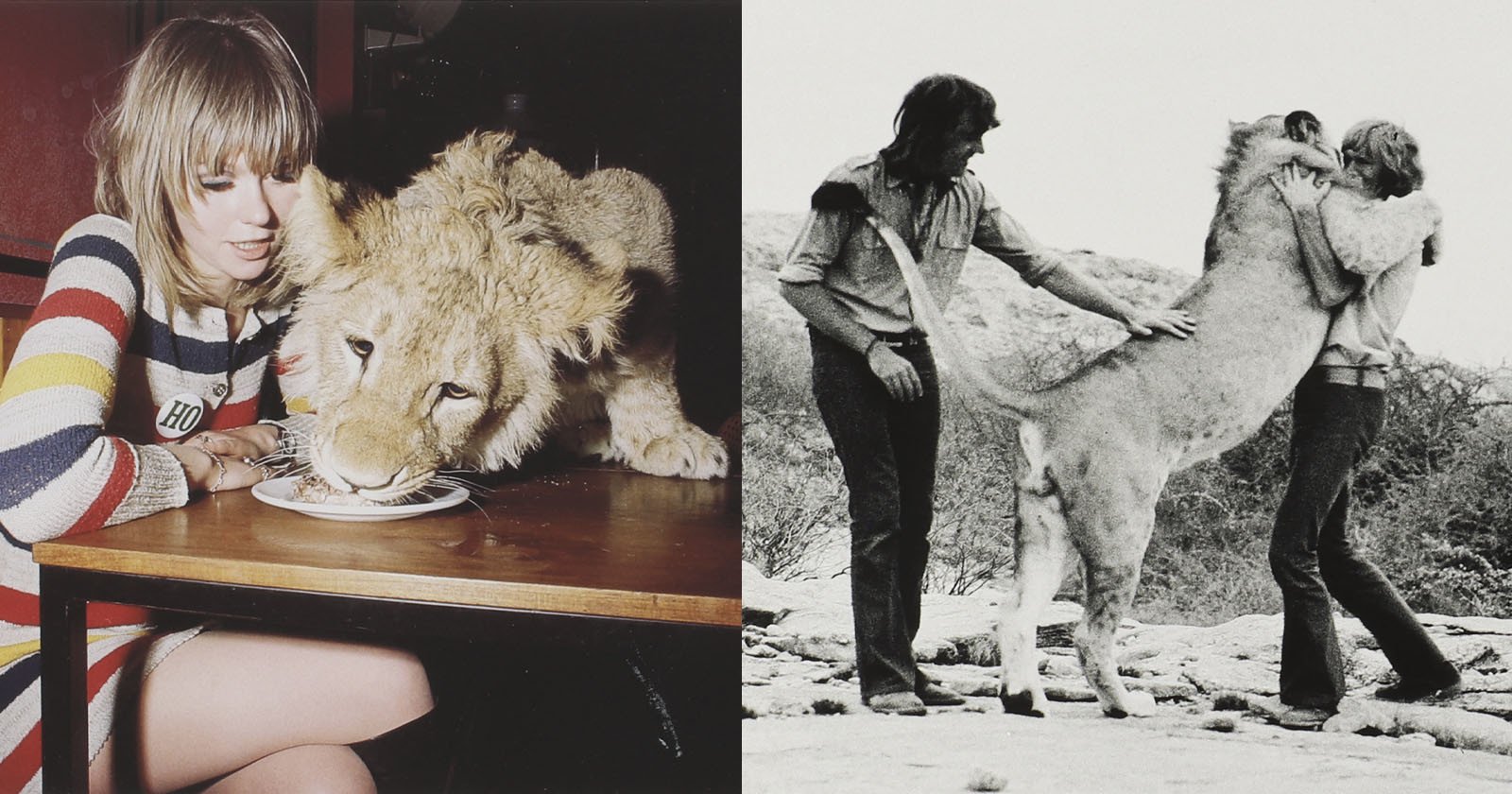 Photos of Christian the Lion Who Lived in London in the Swinging 60s