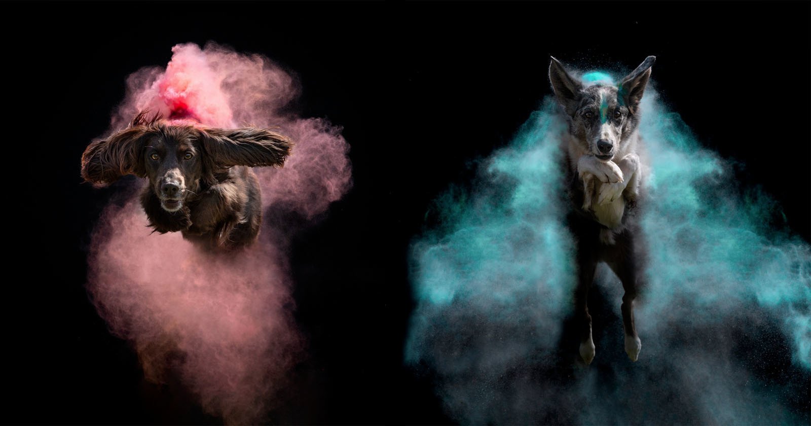  dramatic photos airborne dogs highlighted colorful holi paint 