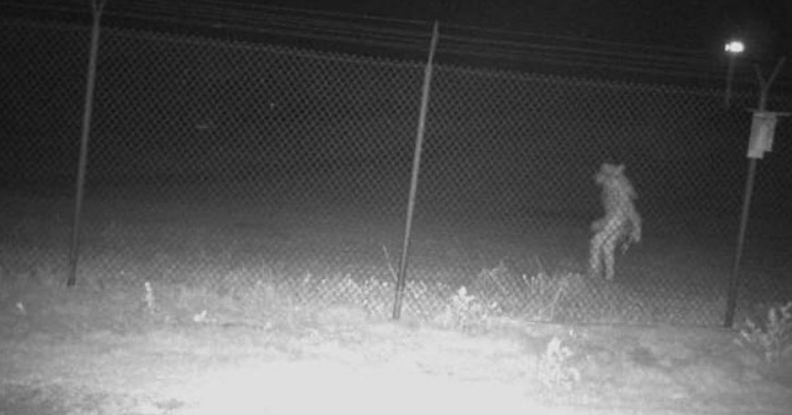 City Asks Public to Help Identify Mysterious Creature Caught on Camera