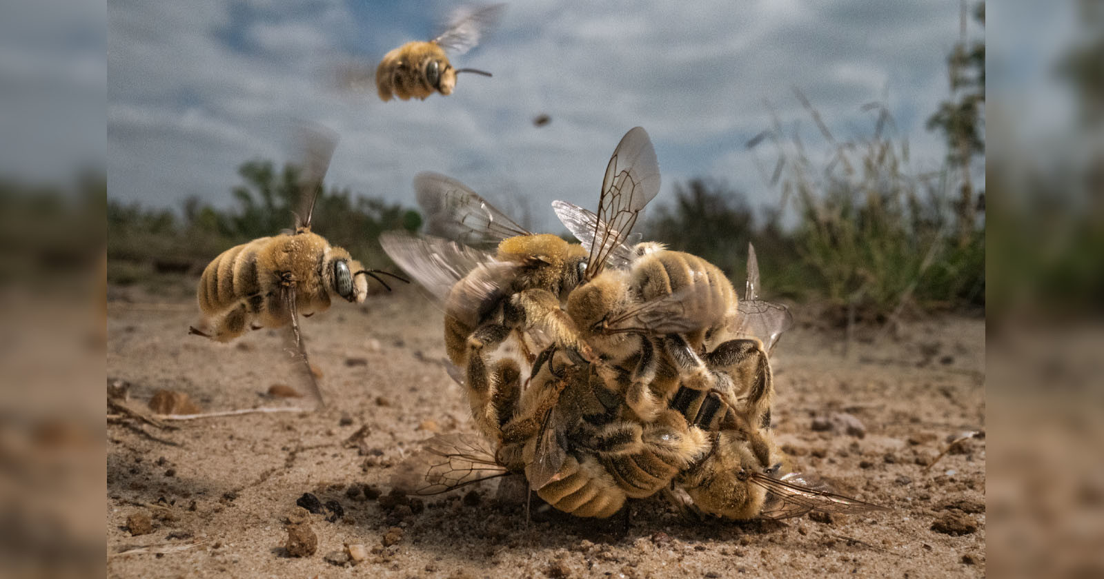  photo ball mating bees wins 2022 bigpicture competition 