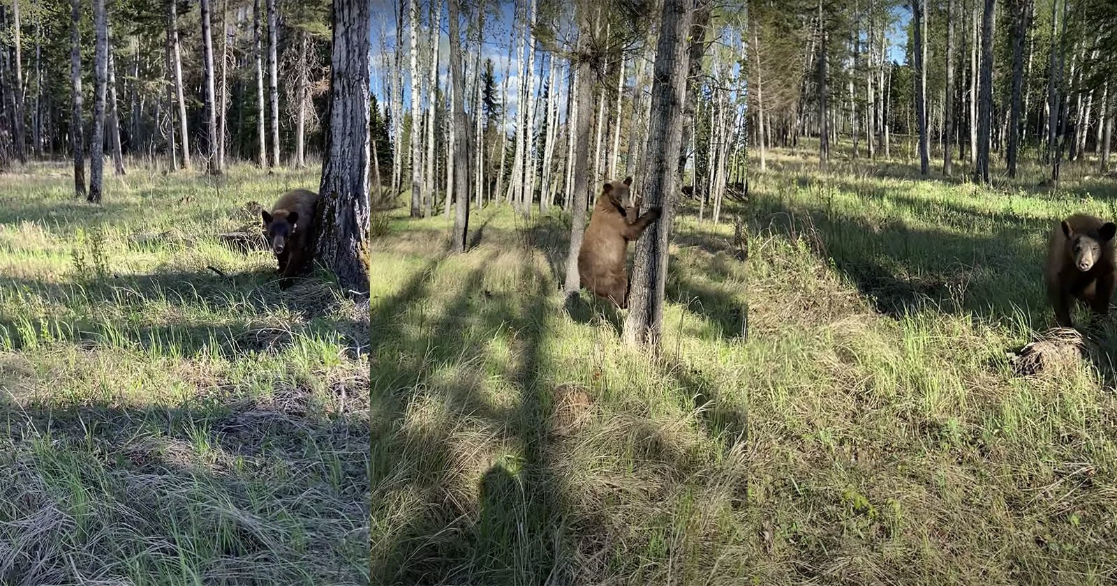  photographer records scary encounter bear 