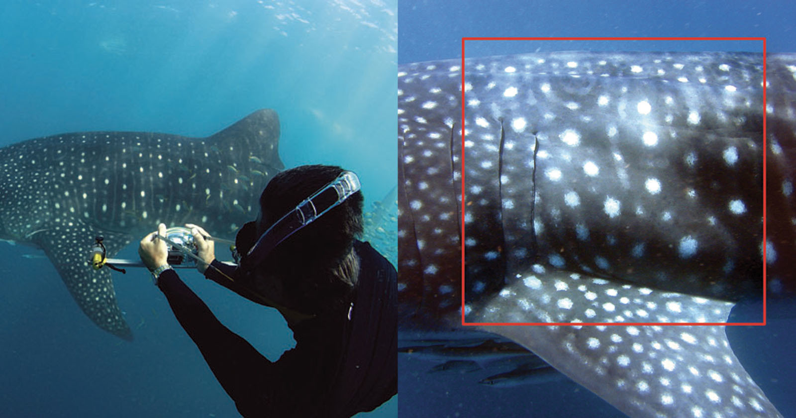 An Algorithm for Mapping Stars is also Used to Track Whale Sharks