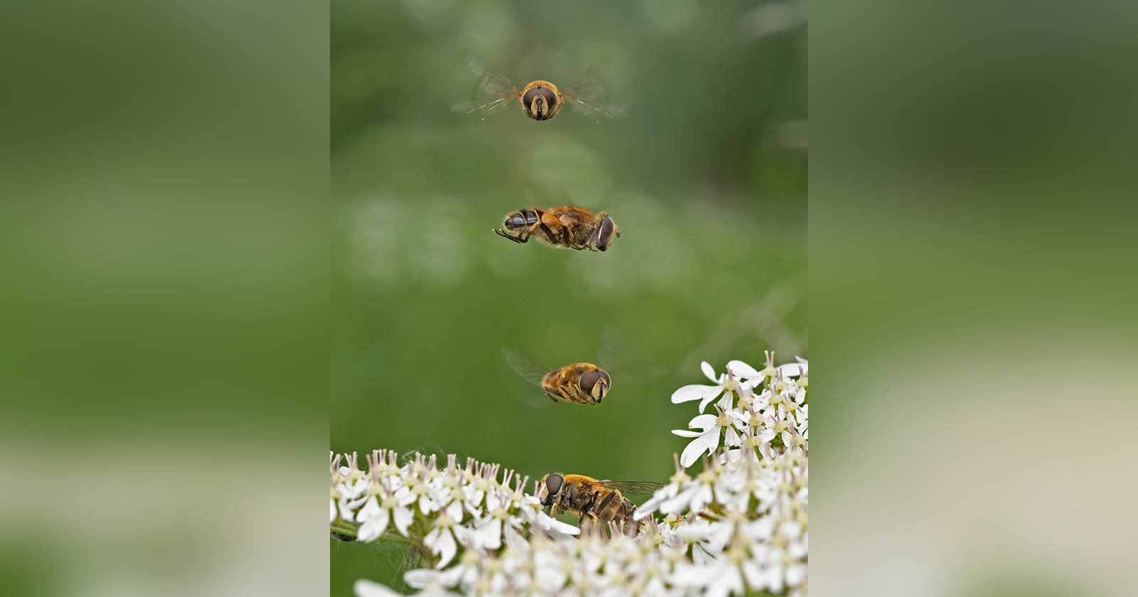 Photographer Captures Lucky Photo of Four Flies in Perfect Formation