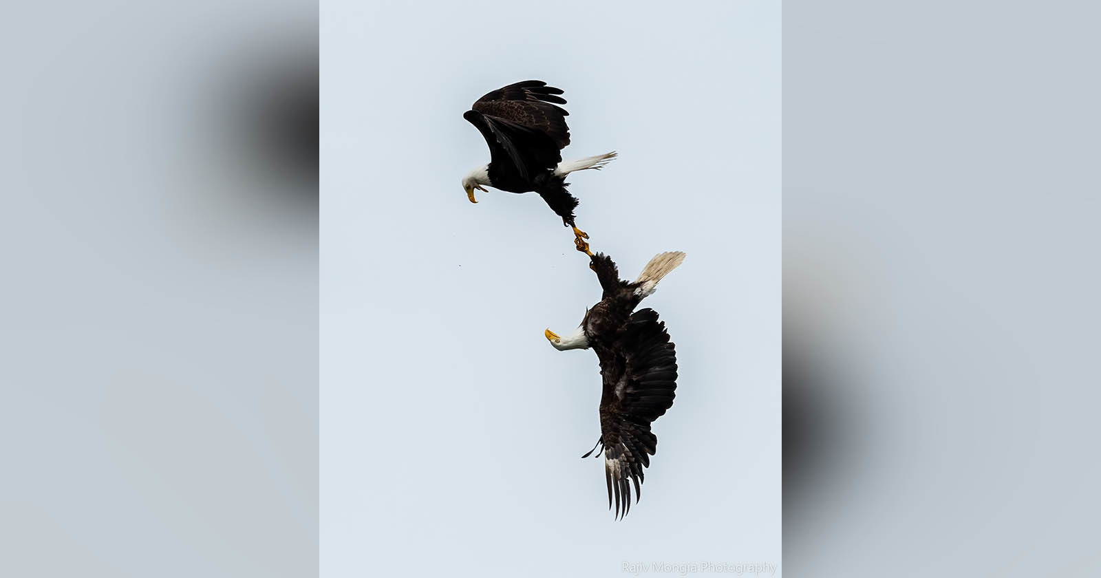  photographer catches bald eagles locking talons sky 