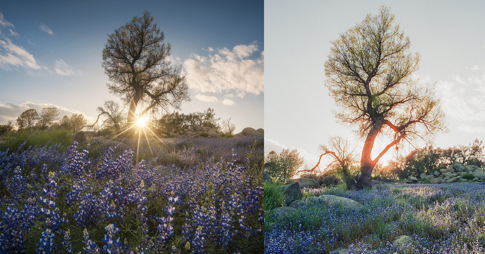  how photograph blooming wildflowers digital film cameras 