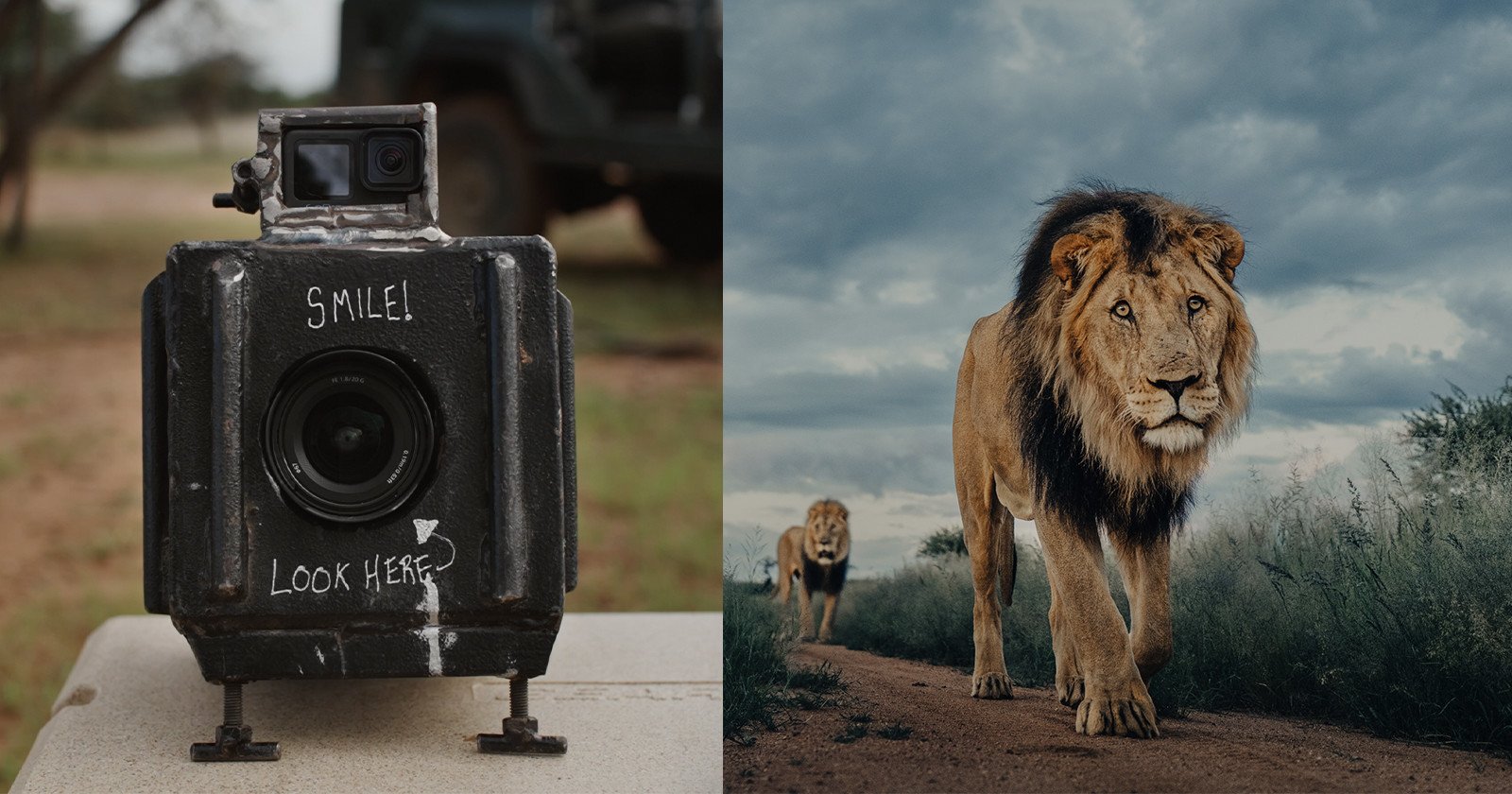  intimate animal portraits captured custom camera box 