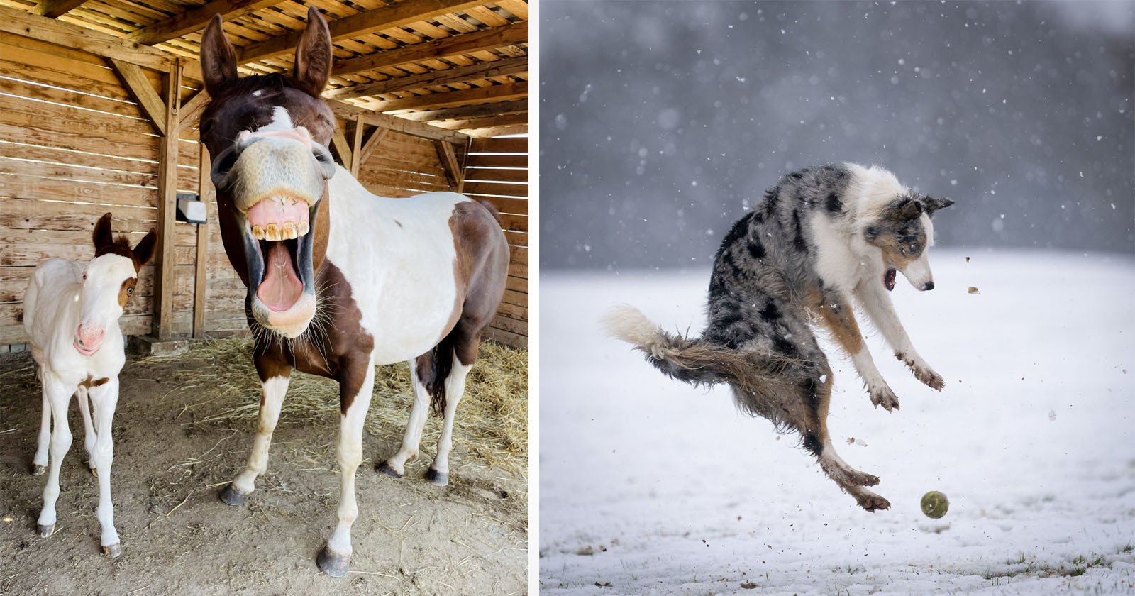 26 of the Funniest Finalists in the 2022 Comedy Pet Photo Awards