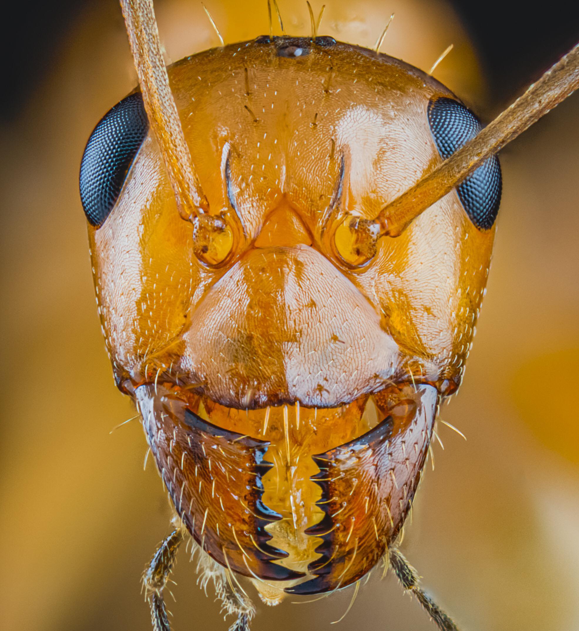 These Ultra Detailed Photos Of Ants Will Give You Nightmares PetaPixel