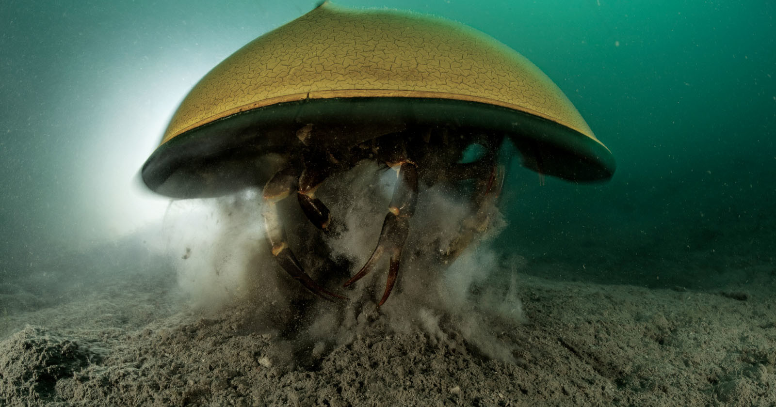 A Closer Look at Horseshoe Crabs, an Ancient and Valuable Animal