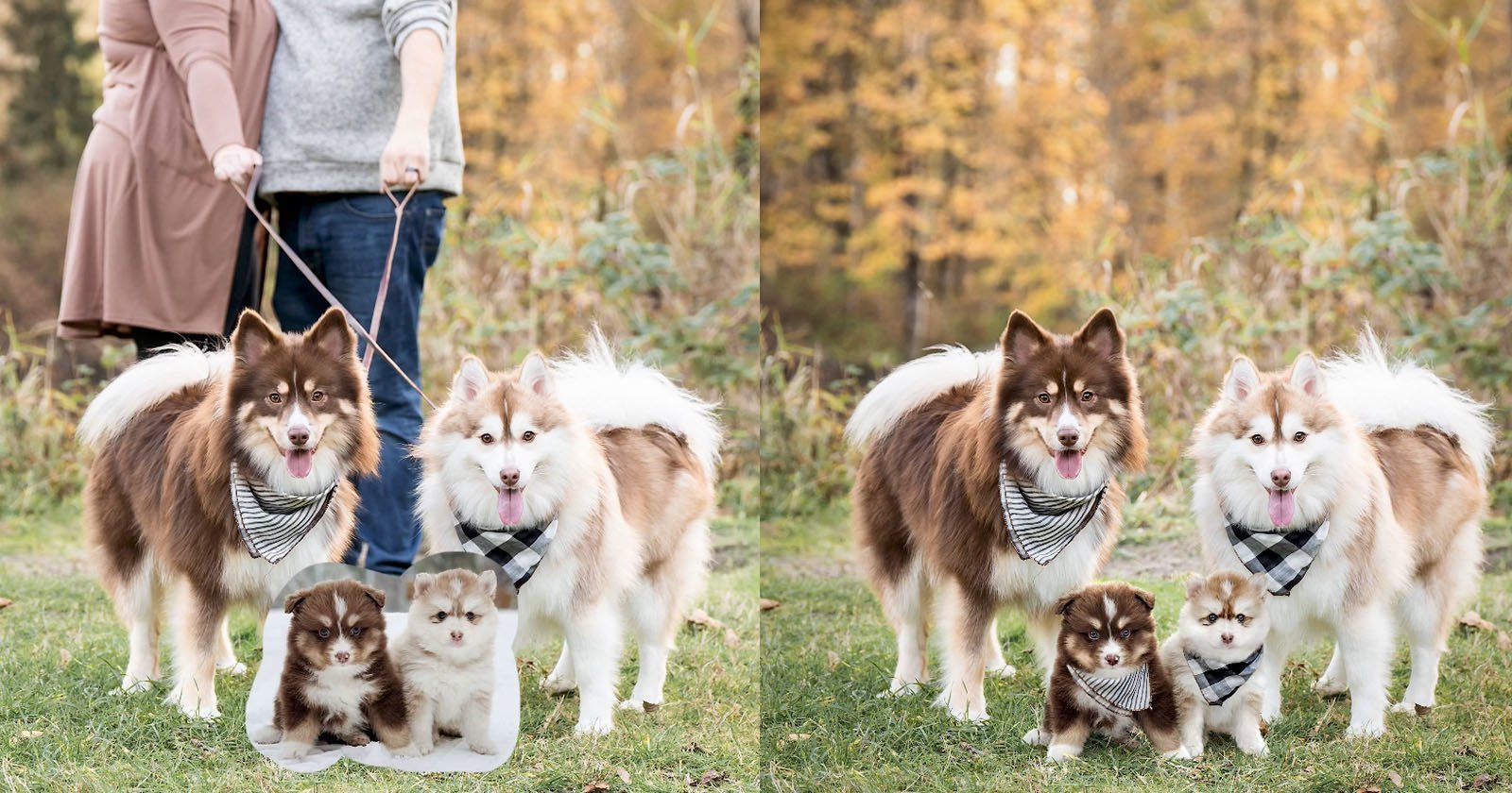 How a Photo Editor Made $100,000 Photoshopping Dog Pics