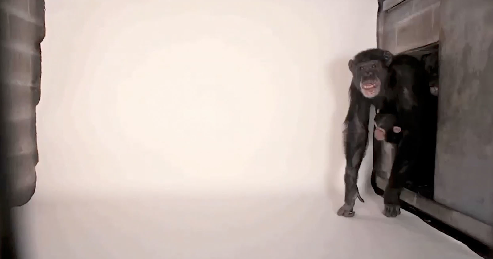  how chimpanzee ruined photographer makeshift studio 