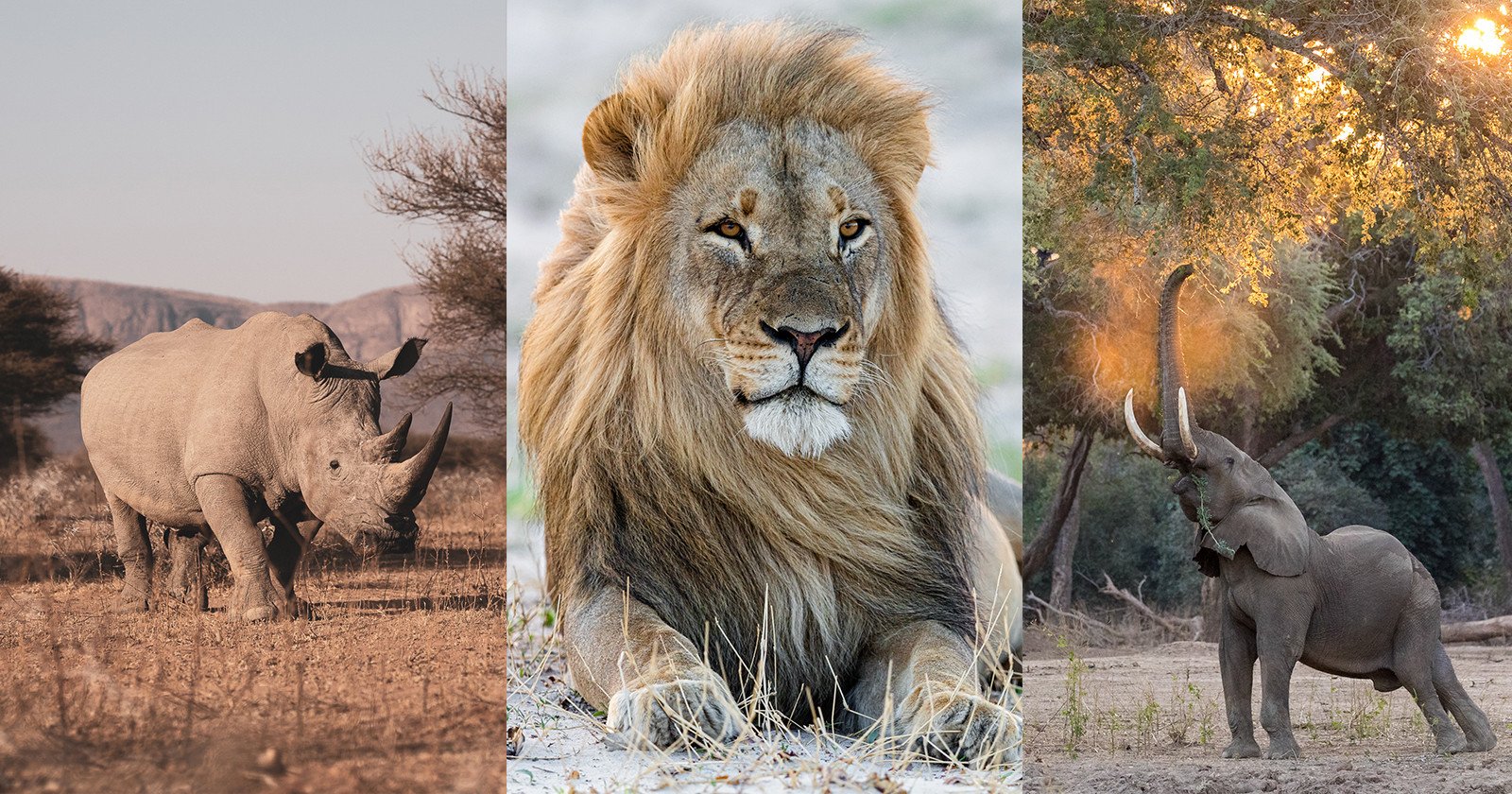Africas Best Wildlife Photography Locations and When to Visit Them