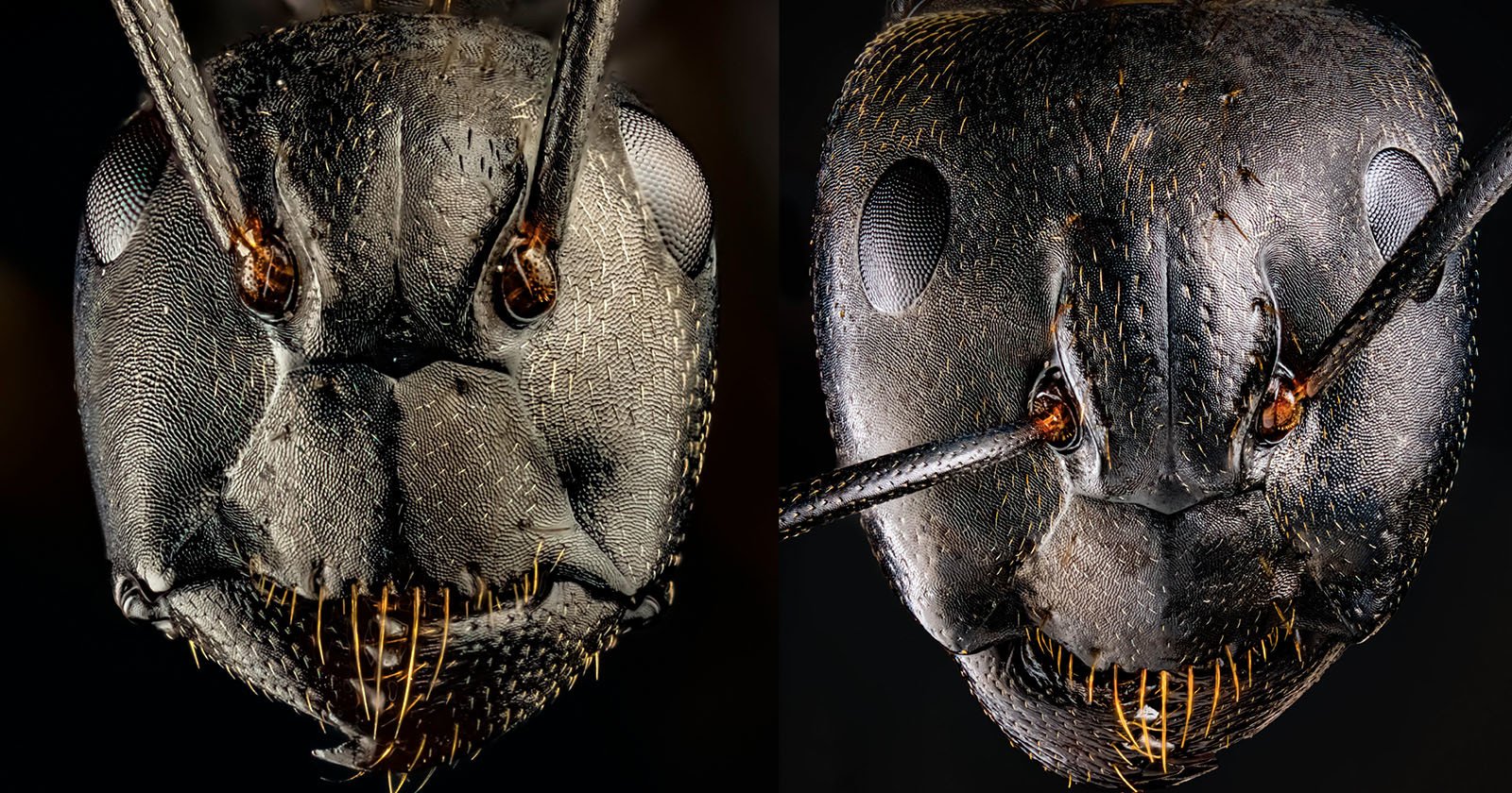 These Ultra-Detailed Photos of Ants Will Give You Nightmares