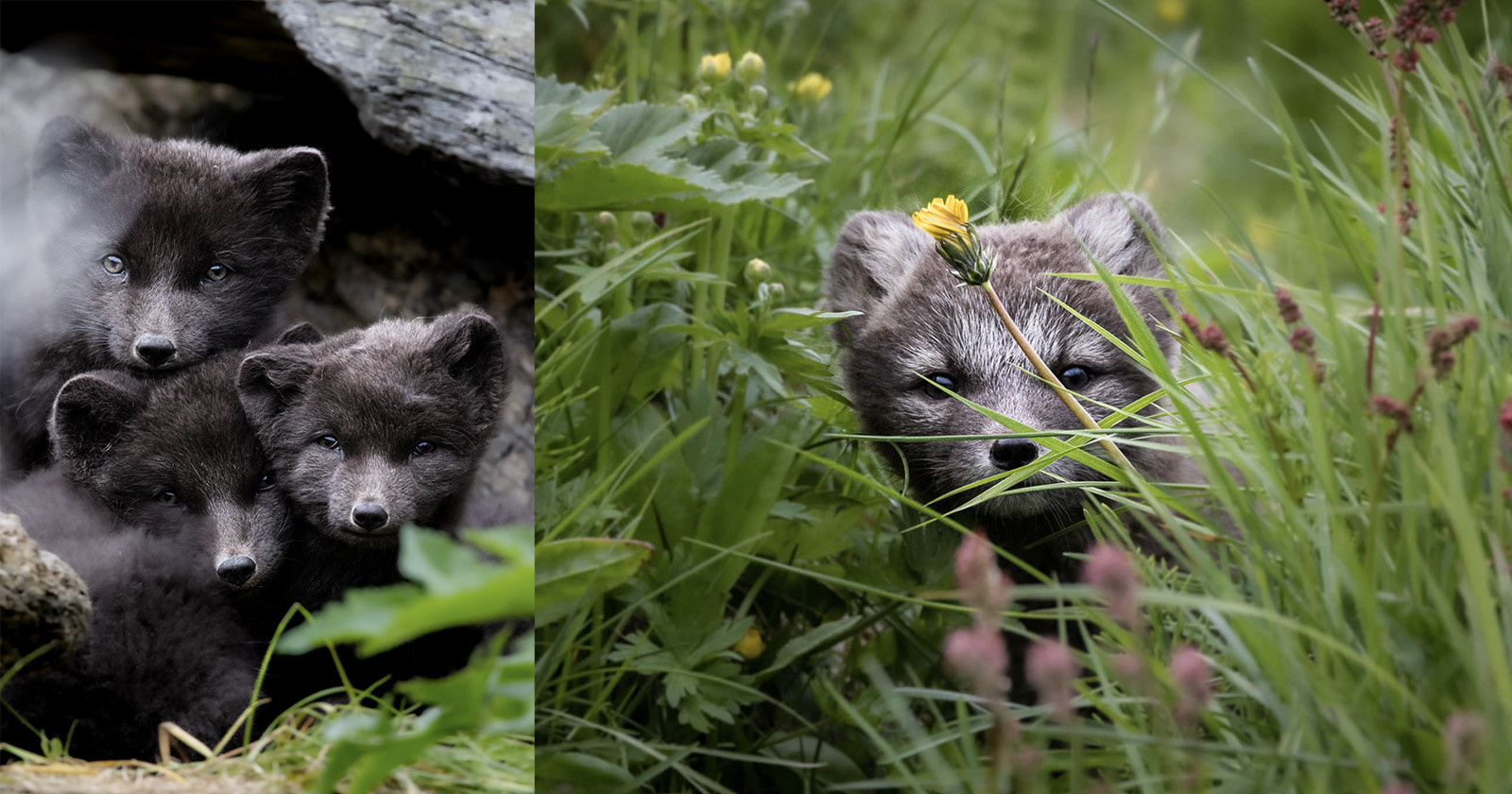 photographing adorable arctic fox cubs emerging from their 