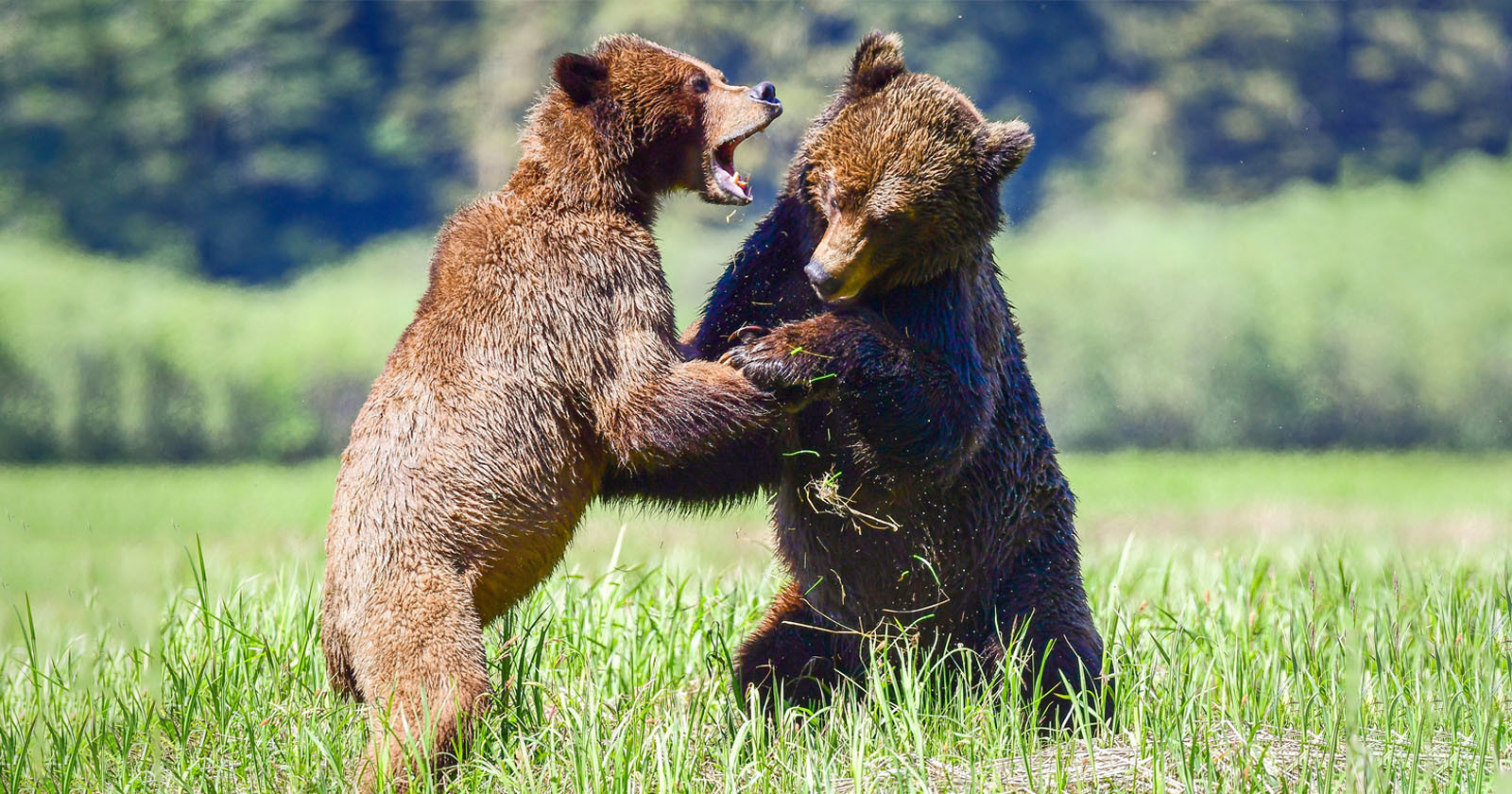 Photographer Captures Two Grizzly Bears Brawling Over a Female