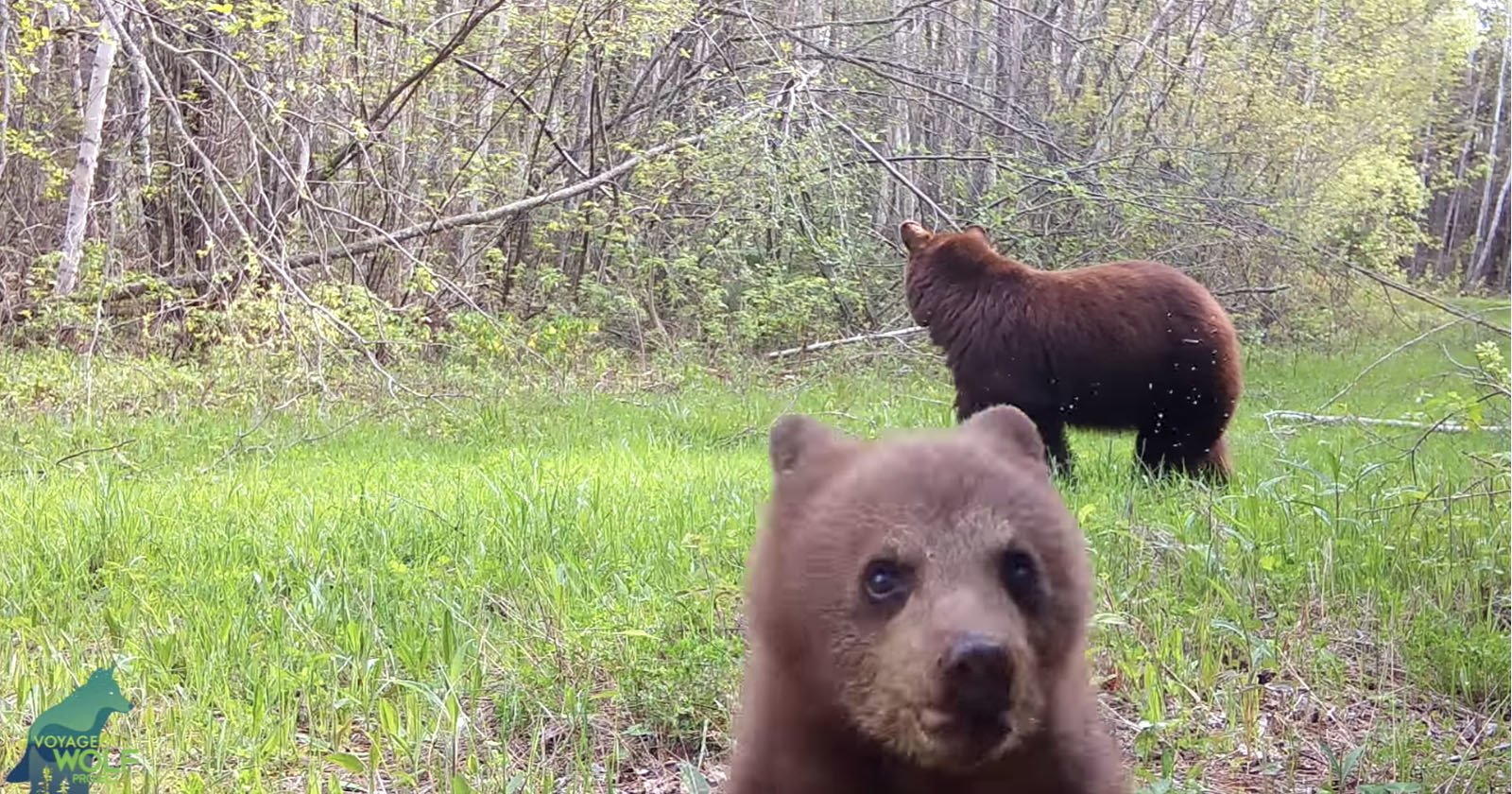  bear cub being twerp attacks trail camera 