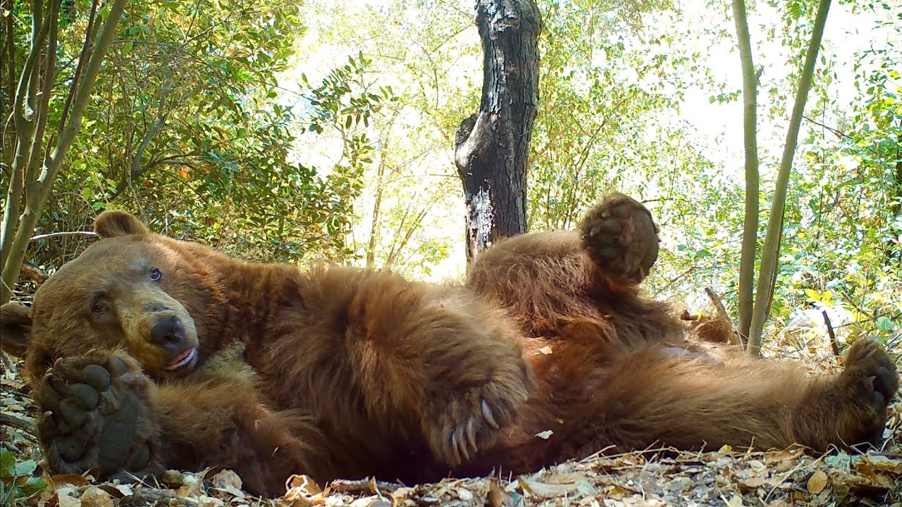  nature photographer catches bear snoozing camera 