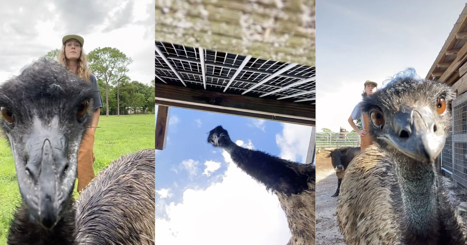 Emmanuel the Emu Keeps Attacking His Owners Smartphone Camera