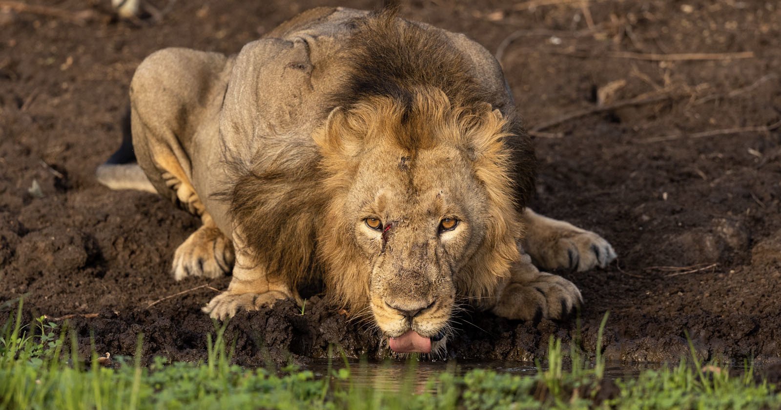  photographer waits eight hours capture dream lion shot 