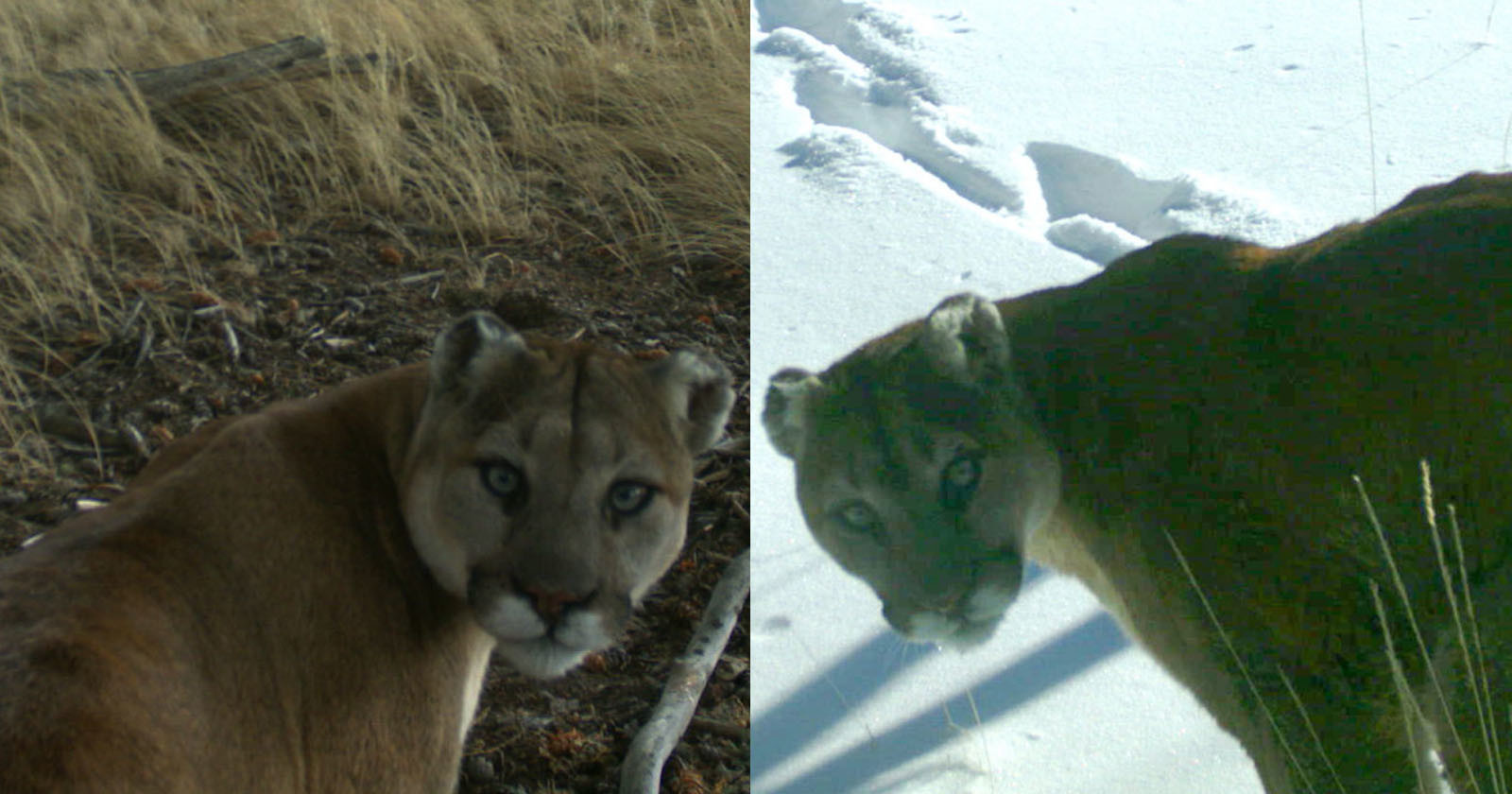  camera traps technology recognize mountain lions faces 