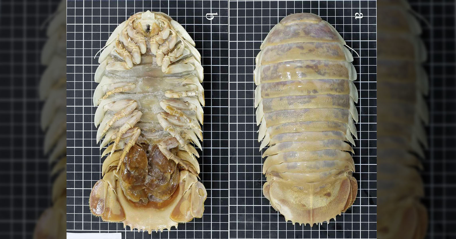 Photos of an Newly Discovered Species of Large Deep-Sea Isopod
