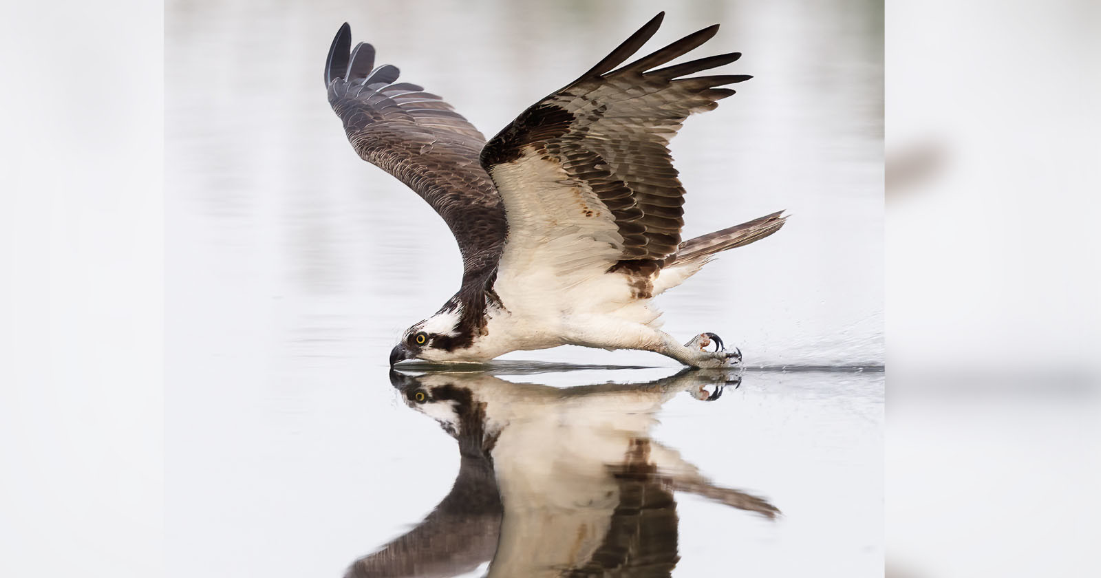 Spectacular and Unusual Photo of an Osprey Gliding on the Waters Surface