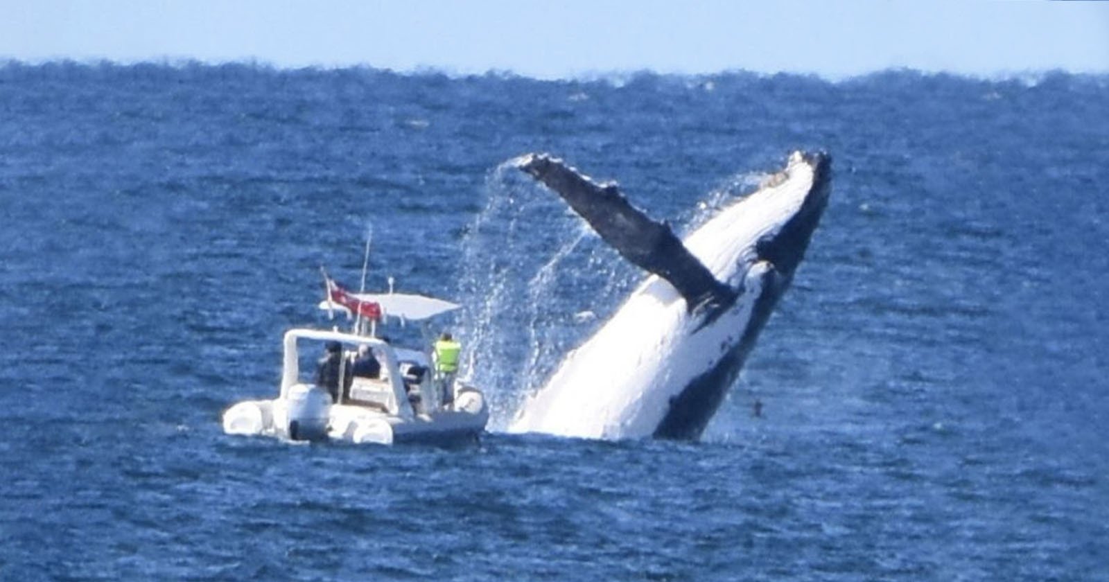  photo captures terrifying moment whale breached too close 