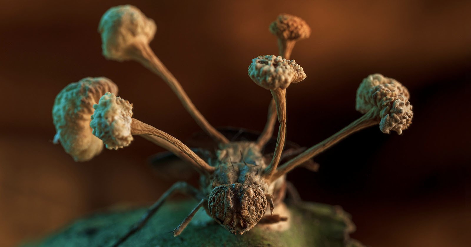  photo zombie fungus infecting insect wins ecology competition 