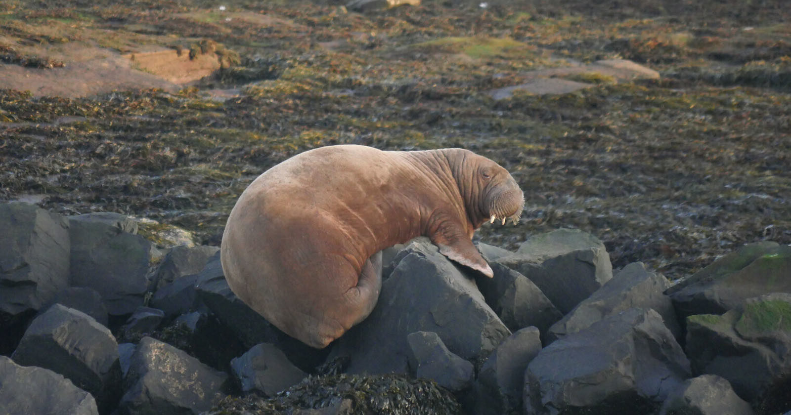 Photographer Who Befriended Freya the Walrus Outraged at Her Slaying